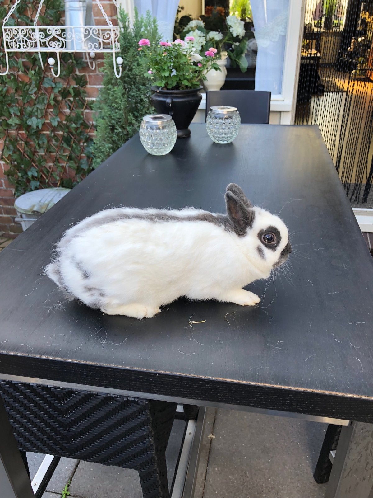 Lotharinger kleur dwerg, Dieren en Toebehoren, Konijnen