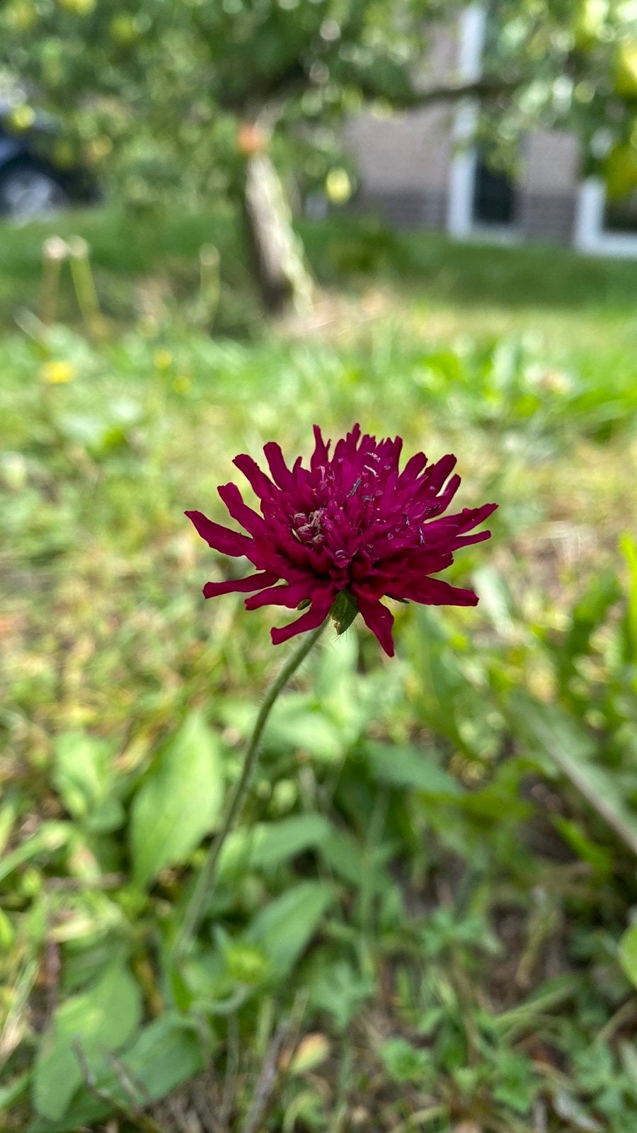 Knautia Beemdkroon - Prachtige Vaste Plant, Volle zon, Vaste plant, Zomer, Ophalen