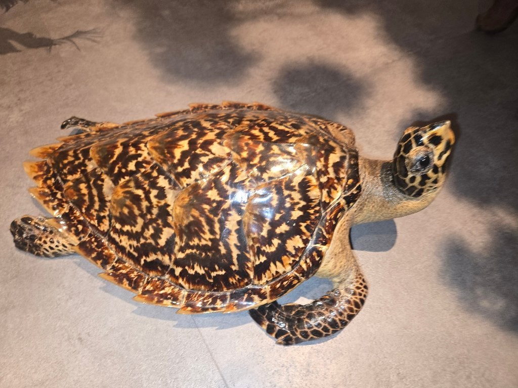Antiek opgezette taxidermie, Ophalen of Verzenden, Zo goed als nieuw, Reptiel of Amfibie, Opgezet dier