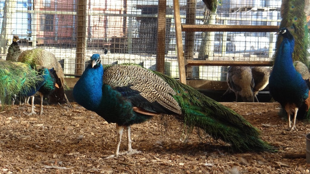 Blauwe pauwen | Deskundig advies, Meerdere dieren, Overige soorten