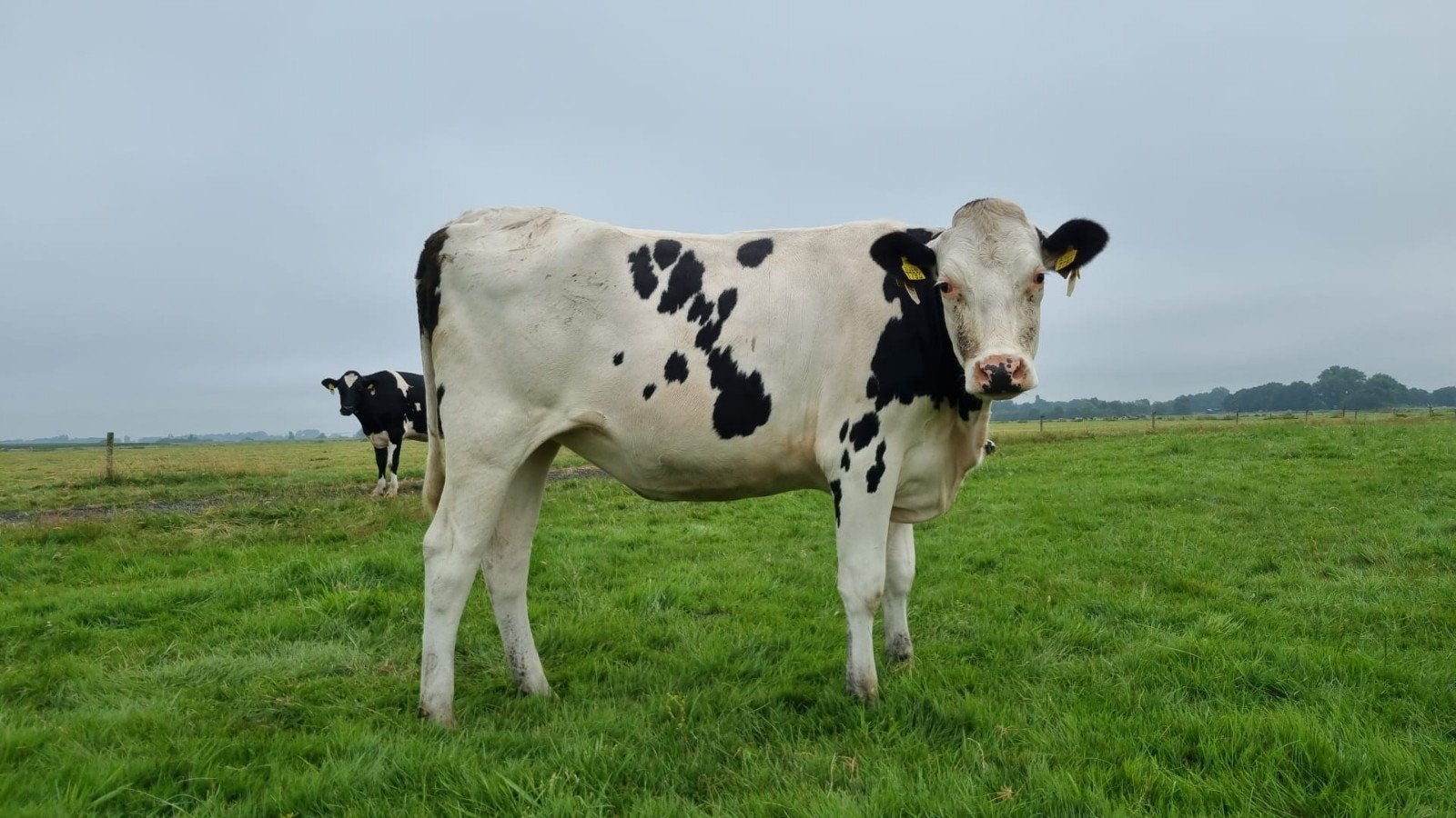 Geweldige mooie vaarsen te koop, Meerdere dieren, 0 tot 2 jaar