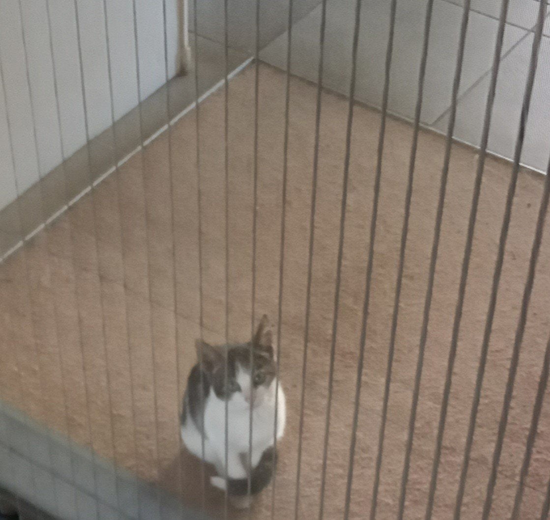 kitten, Dieren en Toebehoren, Kater, 0 tot 2 jaar