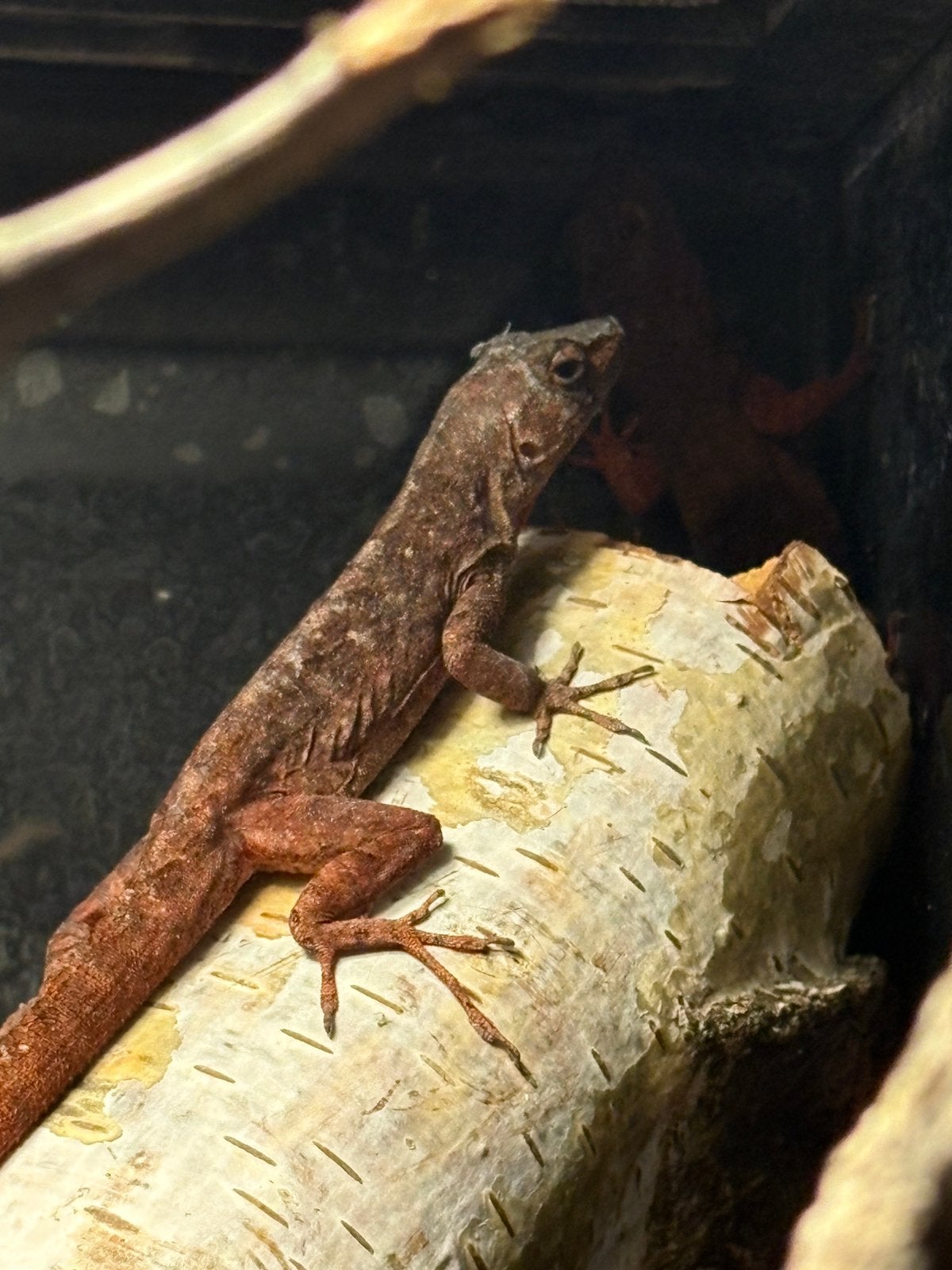 3.0 anolis sagrei red phase, Dieren en Toebehoren, Hagedis, 0 tot 2 jaar