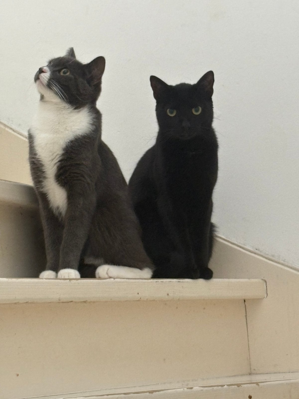 2 korthaar broertjes Benji & Mylo, Kater, Gechipt, 0 tot 2 jaar