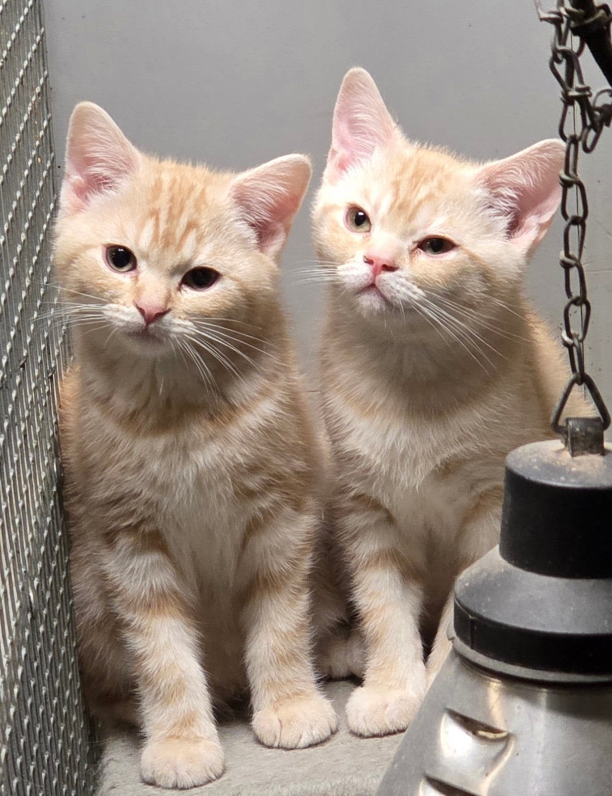 Prachtige Britse Korthaar kittens, Meerdere dieren, Ontwormd, 0 tot 2 jaar