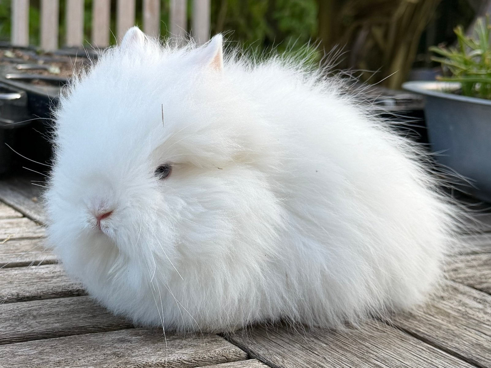 Minilop/Teddy dwerg koppeltje - klaar om te verhuizen, Dieren en Toebehoren, Meerdere dieren, Dwerg, Hangoor, 0 tot 2 jaar