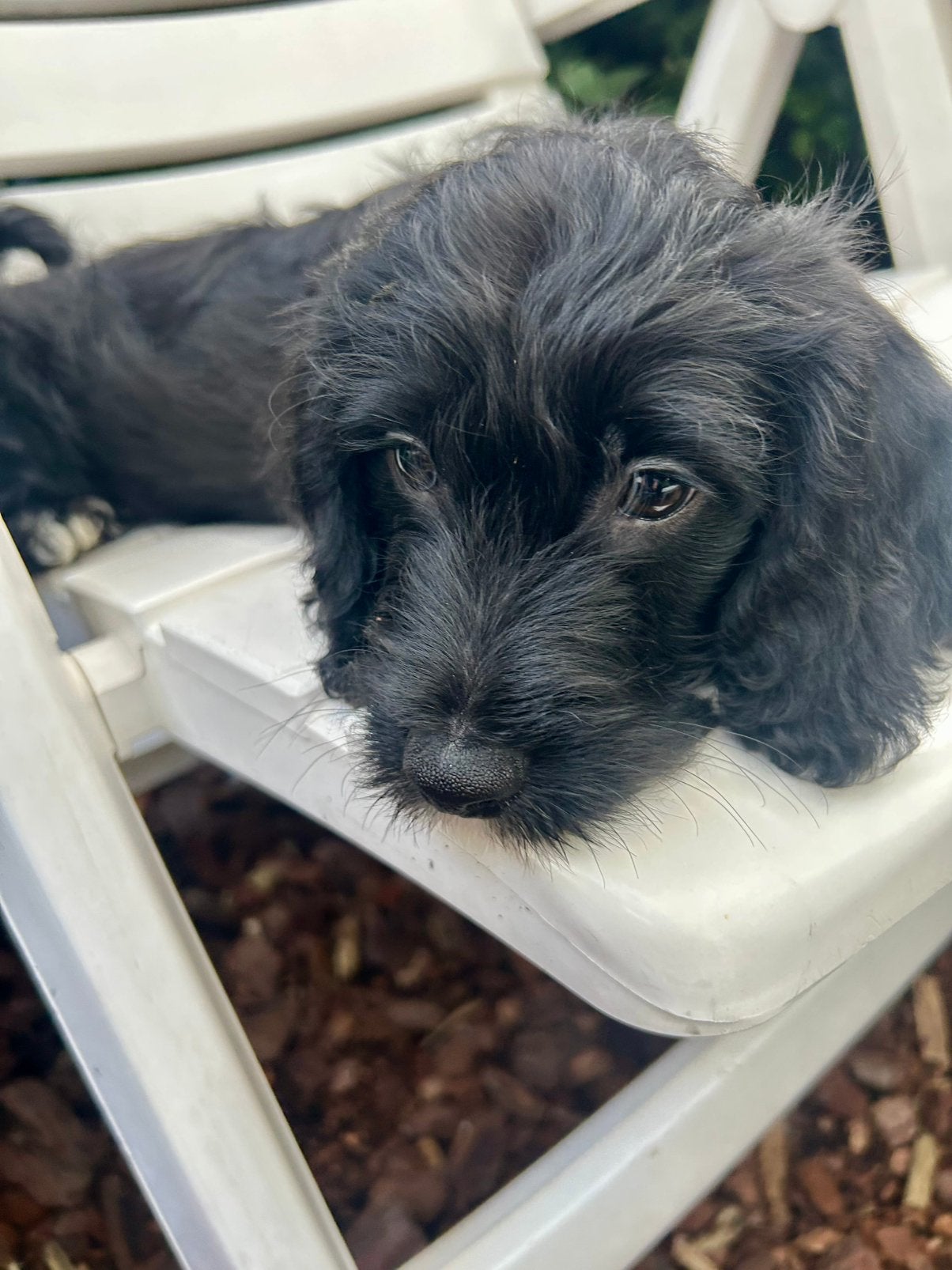 Pups, Dieren en Toebehoren, 8 tot 15 weken, Meerdere, Nederland, Particulier