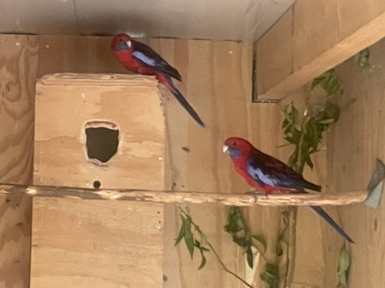 1-1 pennant rosella wildkleur, Dieren en Toebehoren, Vogels | Parkieten en Papegaaien, Meerdere dieren, Parkiet, Geringd