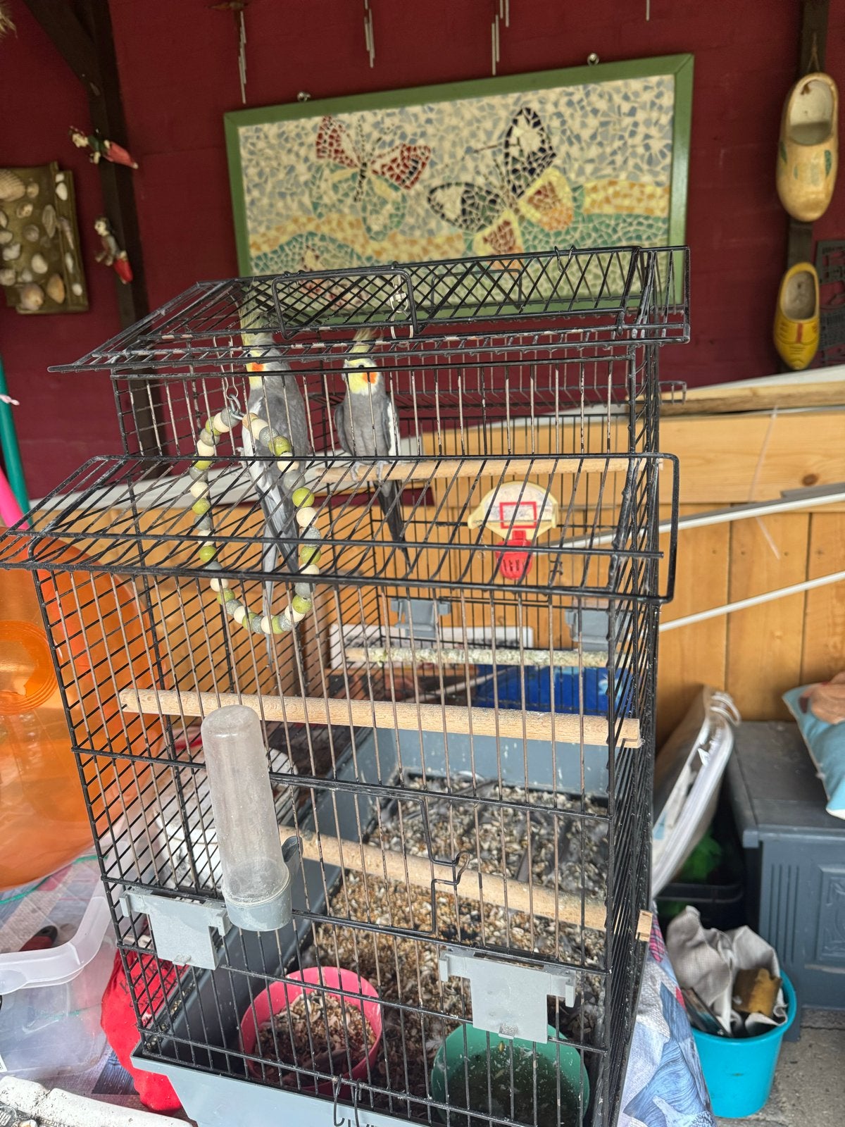 2 valkparkieten met kooi, Meerdere dieren, Parkiet