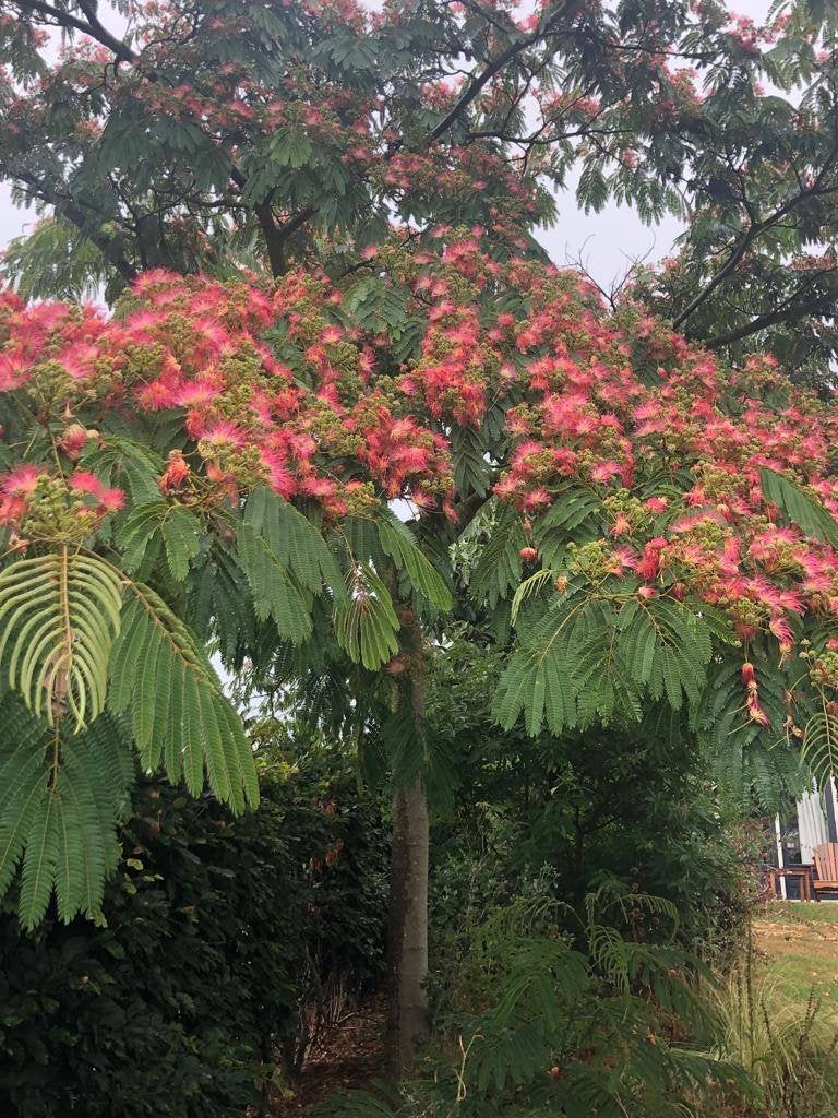 Albizia Slaapboom/Zijdeboom NU VOOR € 16,95  H. 120-130 cm, Overige soorten, 100 tot 250 cm, Zomer, Ophalen