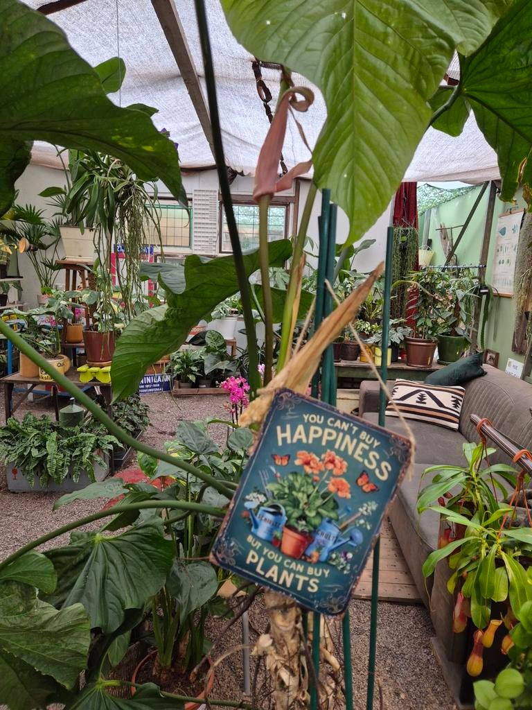 Florale-Extase Boskoop, Ophalen of Verzenden, Halfschaduw, Minder dan 100 cm