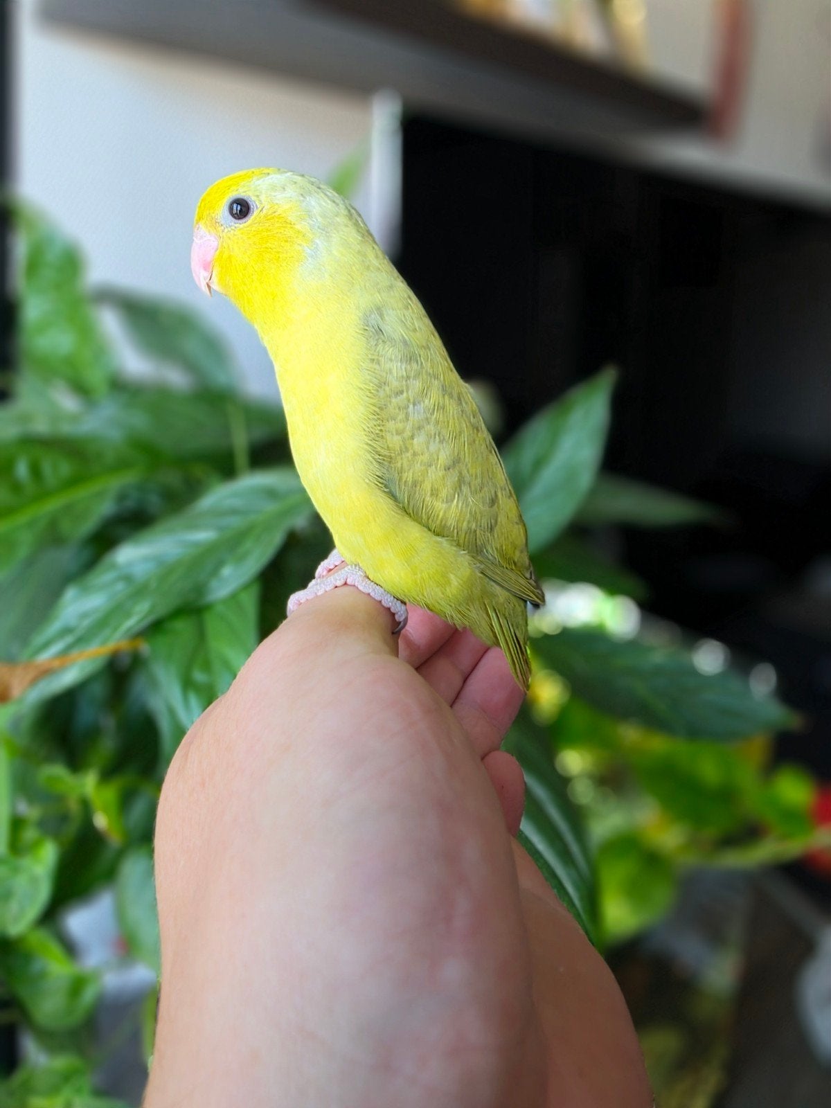 Tamme Forpus Papegaaien (Pacific Parrotlets), Meerdere dieren, Papegaai