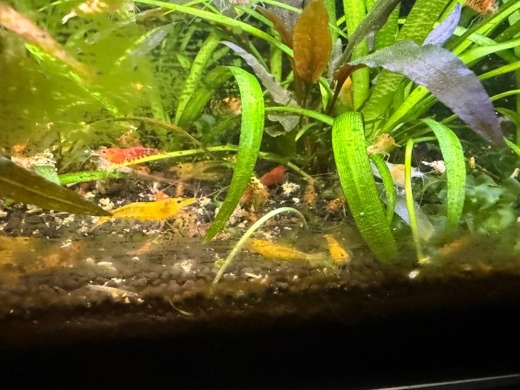 Caridina garnalen mix, Kreeft, Krab of Garnaal, Zoetwatervis