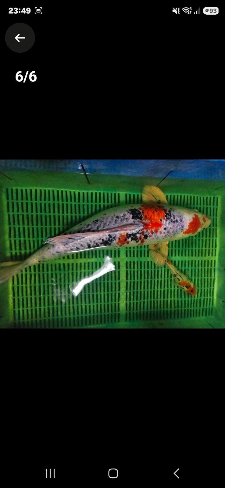 Jumbo koi, Dieren en Toebehoren, Karper of Koi