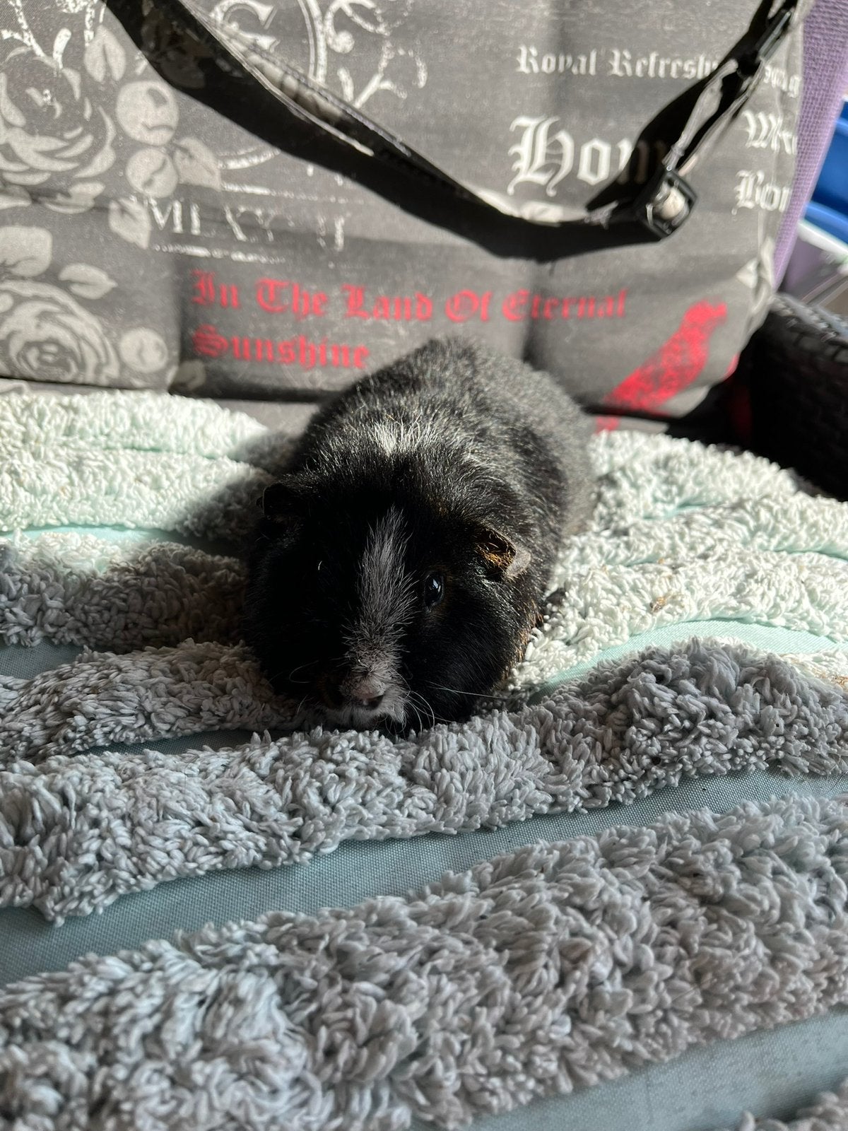 Mooi 3 kleur us teddy beer, April, Mannelijk, Cavia