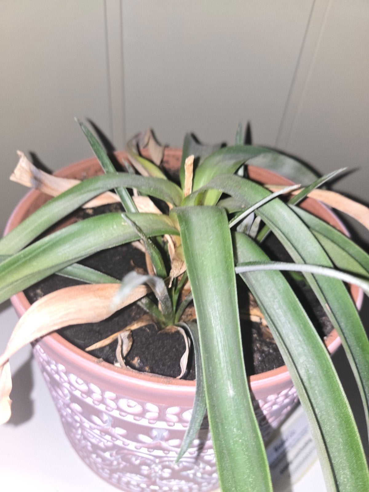 Ananasplant incl stekjes - Decoratieve kamerplant, Ophalen, Overige soorten, Halfschaduw, In pot
