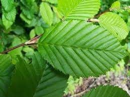 120 Haagbeuken 100-125 cm €600 – haagplanten, Tuin en Terras, Planten | Struiken en Hagen, Ophalen of Verzenden, Haagbeuk, Haag
