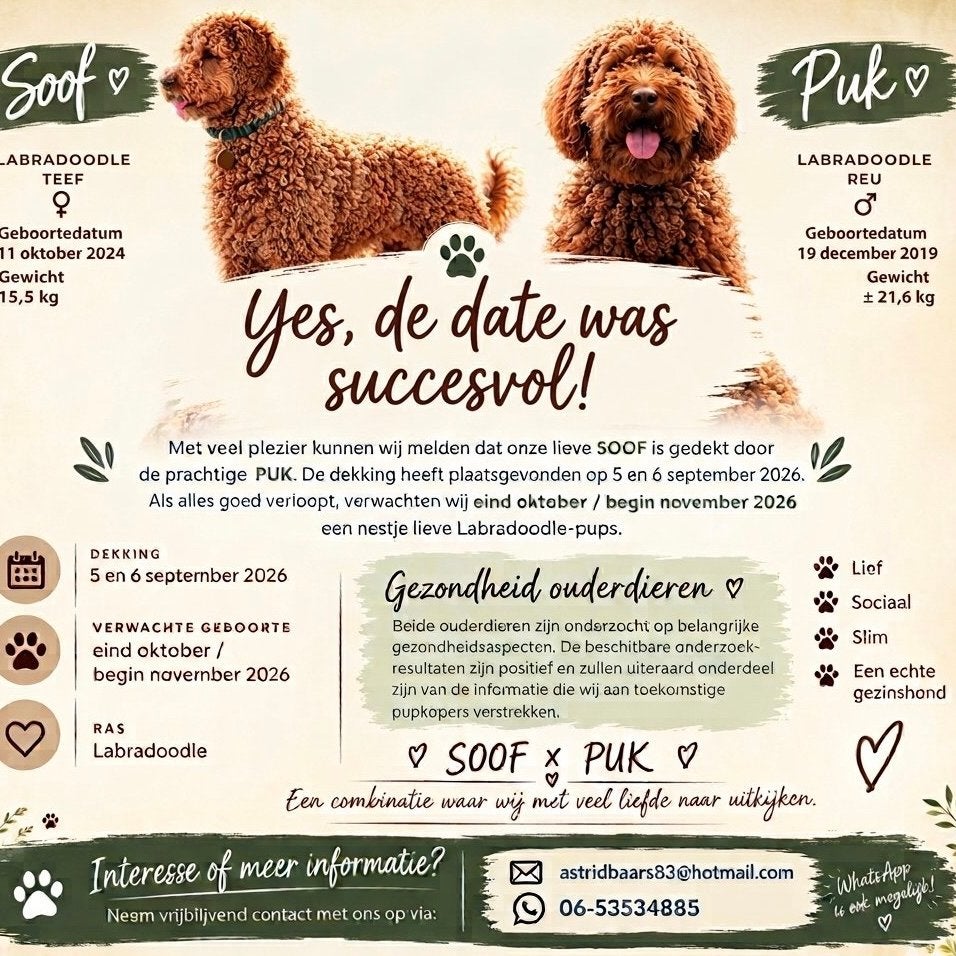 Labradoodle pups, 8 tot 15 weken, CDV (hondenziekte), Meerdere, Meerdere dieren