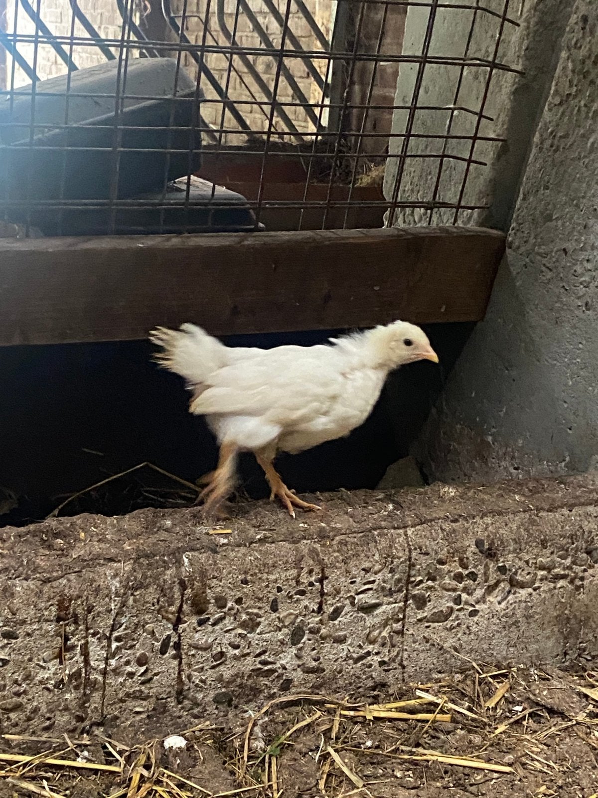 Kuikens mix Witte leghorn/ brahma Colombia, Dieren en Toebehoren, Pluimvee, Geslacht onbekend, Kip