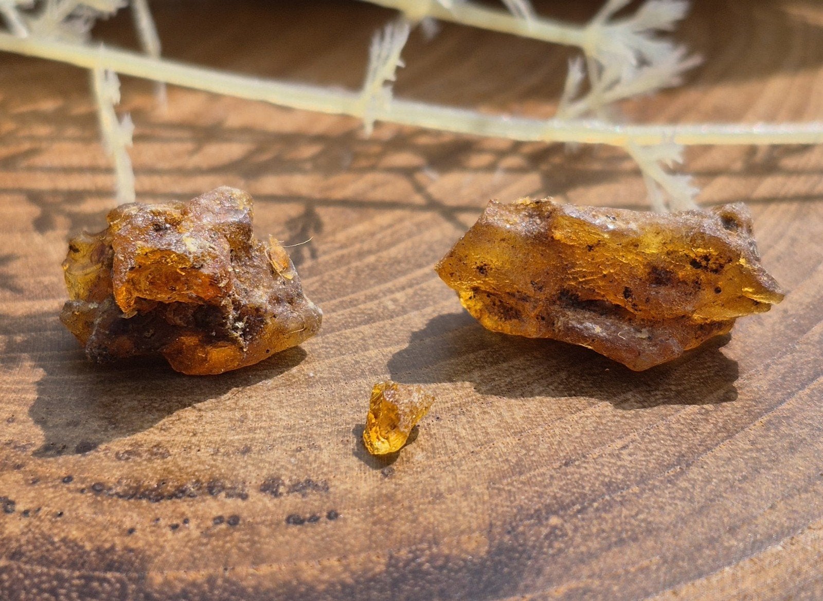 Copal/Jonge Amber, Ophalen of Verzenden