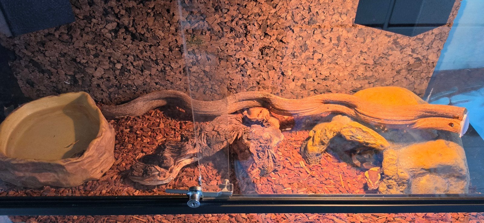 Konings Python incl. therarium en meubel Ball Python photo 8