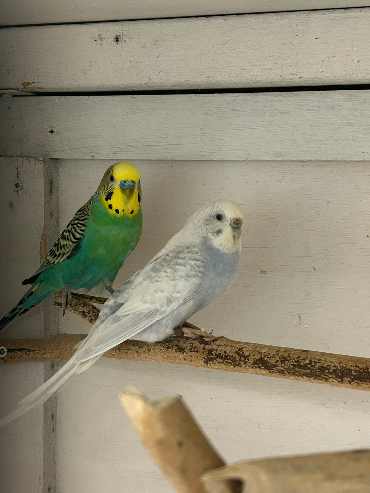 Koppel grasparkieten, Meerdere dieren, Parkiet