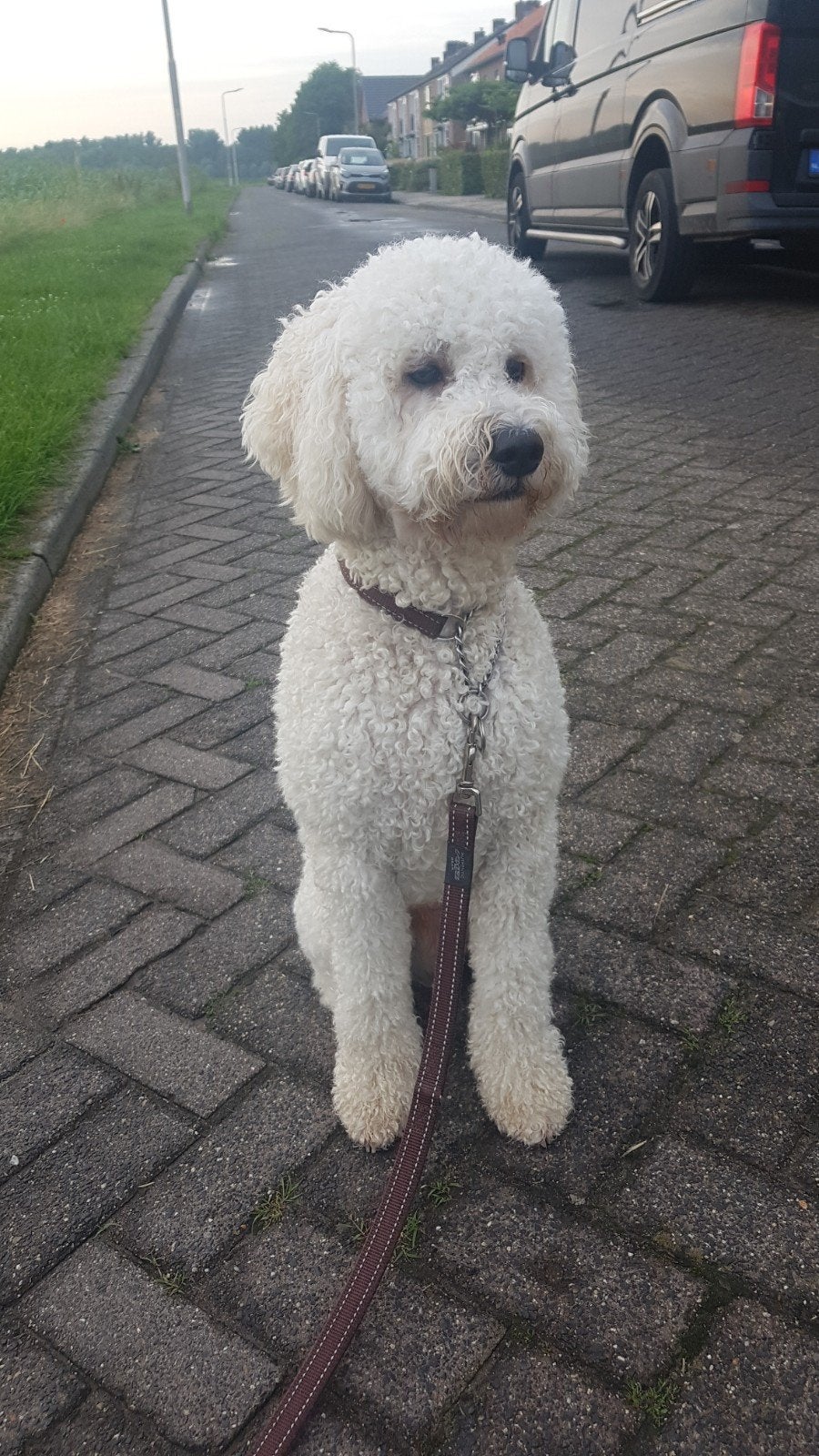 Dekreu Lagotto x Poedel, 6 jaar of ouder, Reu, Parvo, Eén hond
