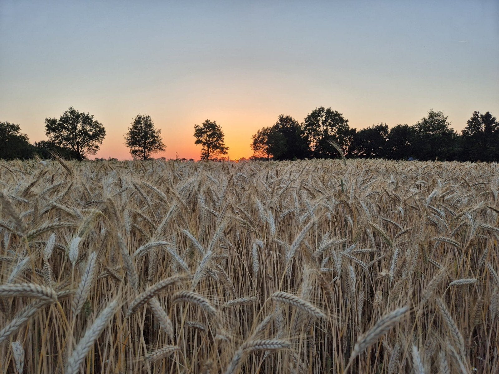 Stro oogst 2026 | Tarwe / Gerst / Triticale, Ophalen of Verzenden, Nieuw