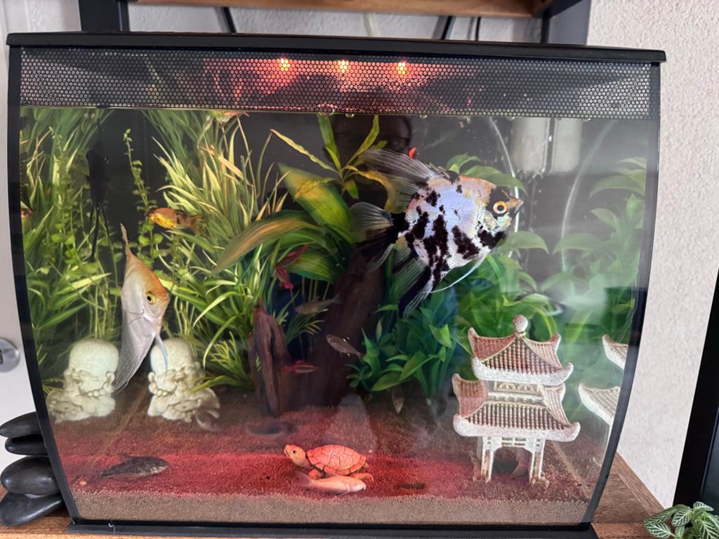 FLUVAL Aquarium Flex LED zwart 34 L, 35x33x33 cm, Dieren en Toebehoren, Vissen | Aquaria en Toebehoren, Ophalen, Gebruikt, Leeg aquarium