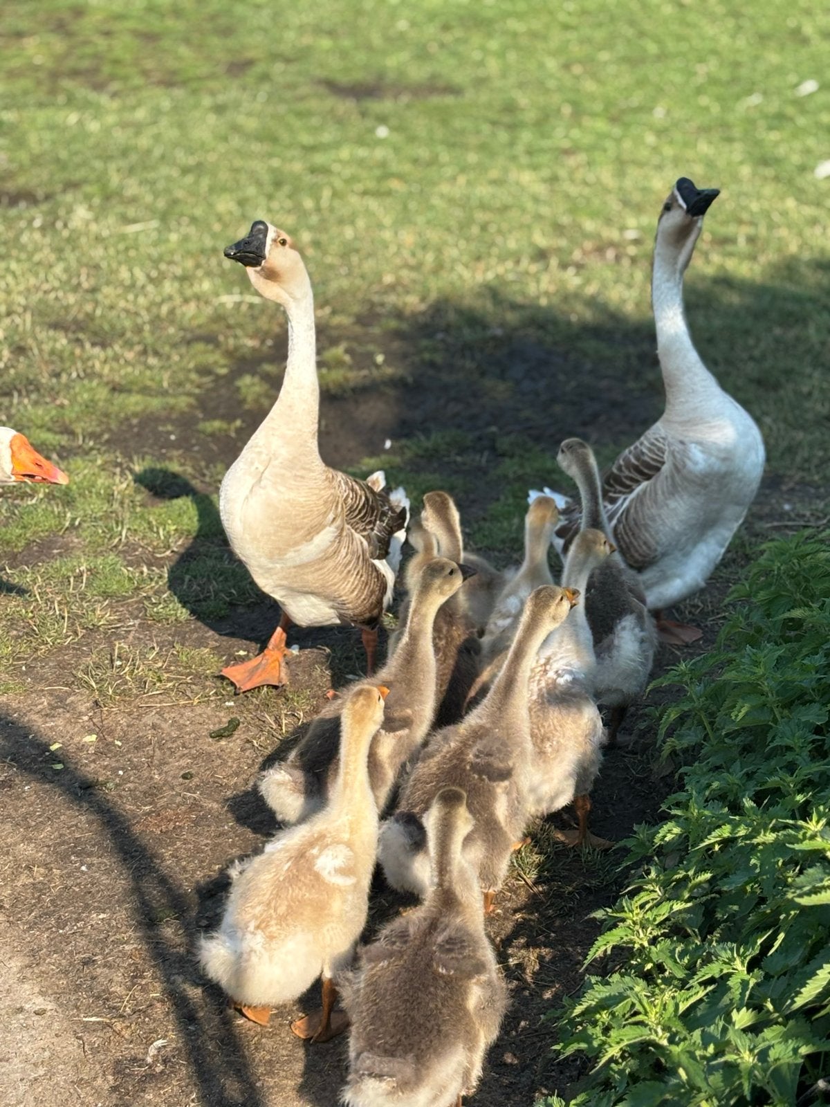 Prachtige jonge ganzen te koop, Dieren en Toebehoren, Meerdere dieren, Gans of Zwaan