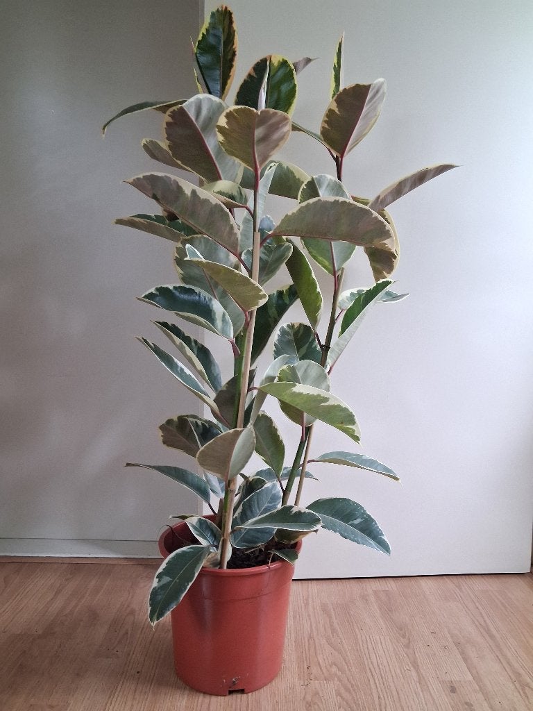 XL Ficus Elastica Tineke - Rubberboom / Rubberplant H:125 cm, Ophalen, Ficus, 100 tot 150 cm, Halfschaduw