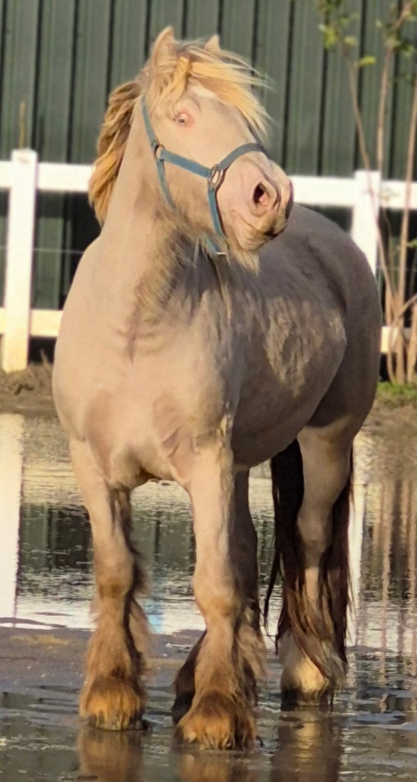 prachtig aparte kleur tinker, 3 tot 6 jaar, Onbeleerd, Recreatiepony, D pony (1.37m tot 1.48m)