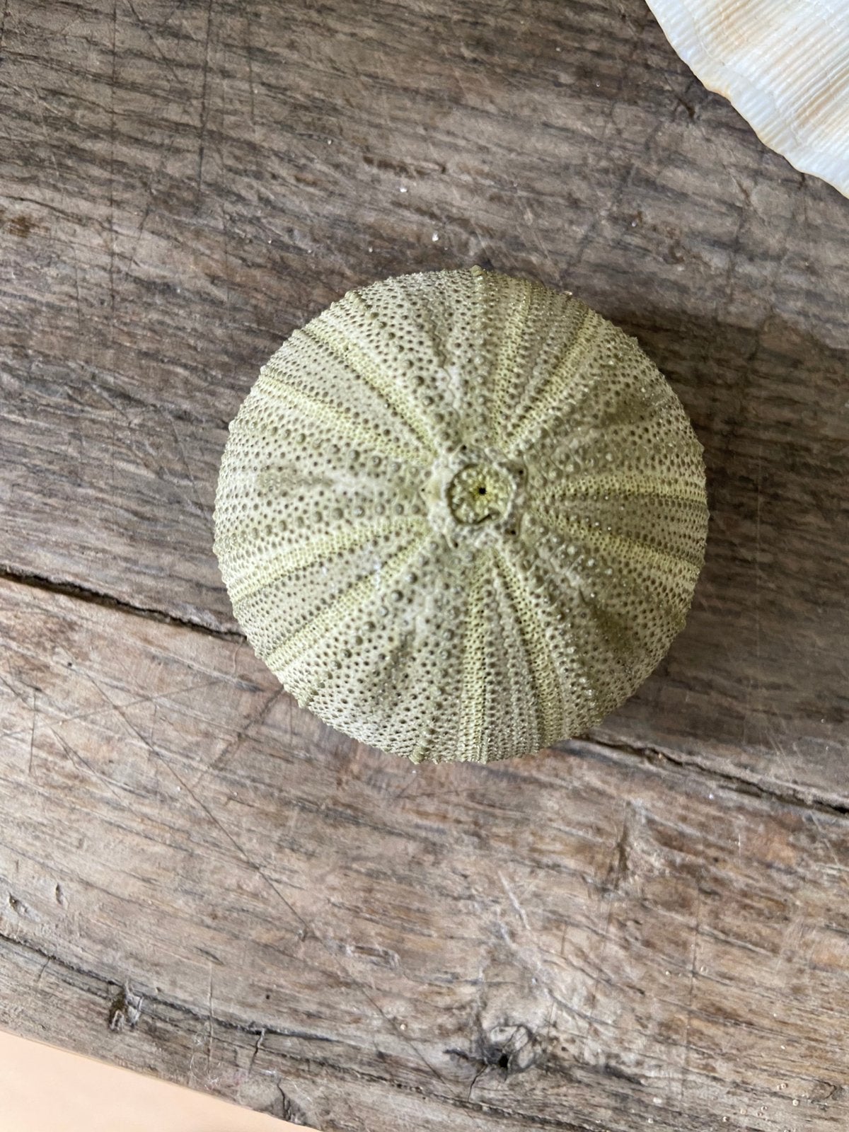 salie-groene zee egel, Verzamelen, Mineralen en Fossielen, Ophalen of Verzenden, Fossiel