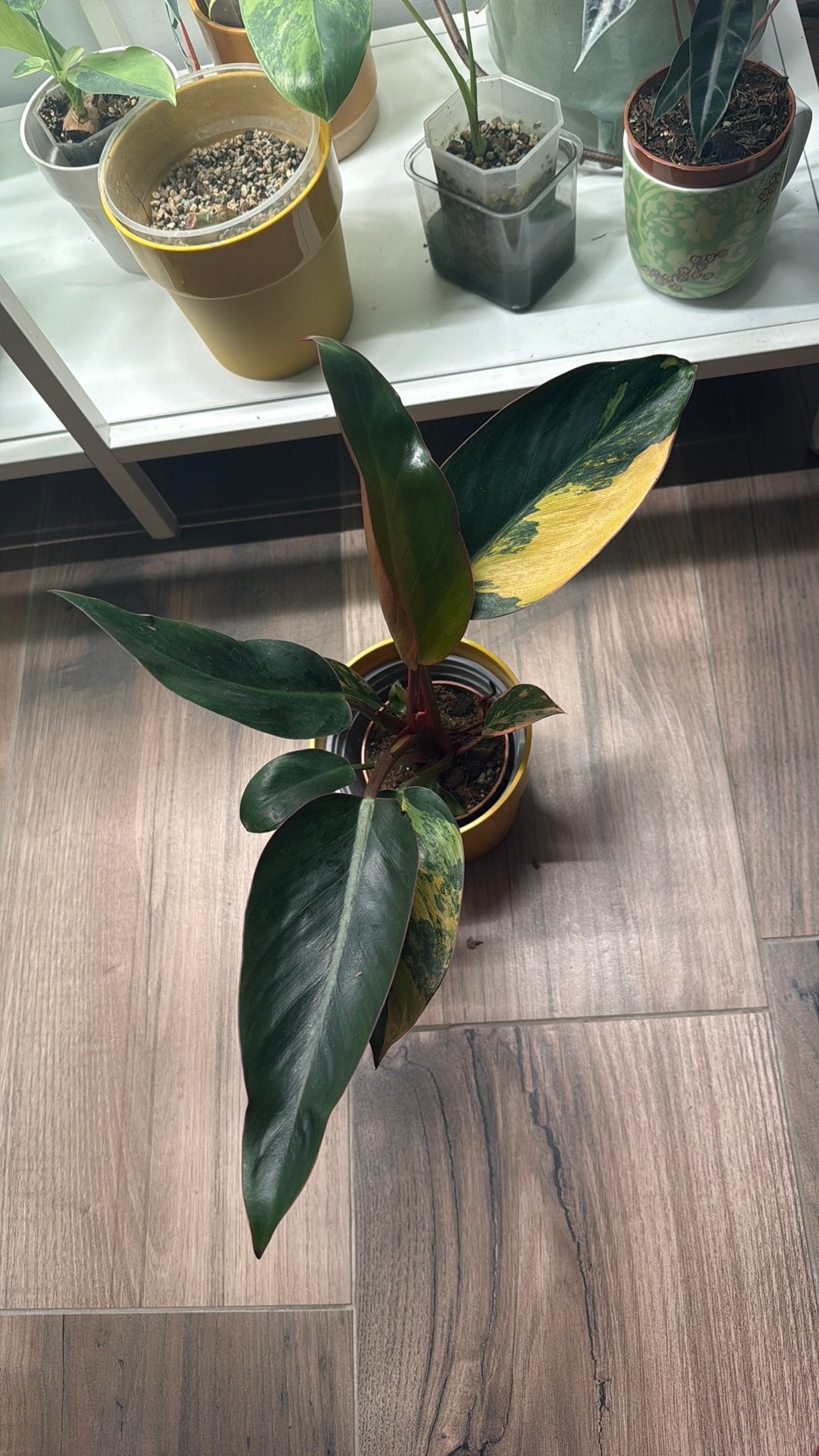 Philodendron Red Congo Variegata, Ophalen, Halfschaduw, Minder dan 100 cm