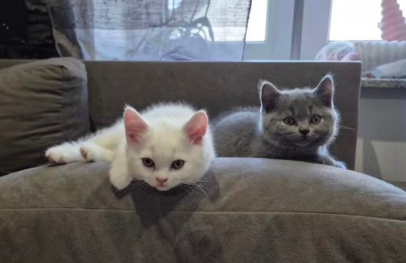 Britse korthaar kittens., Meerdere dieren, Ontwormd, 0 tot 2 jaar