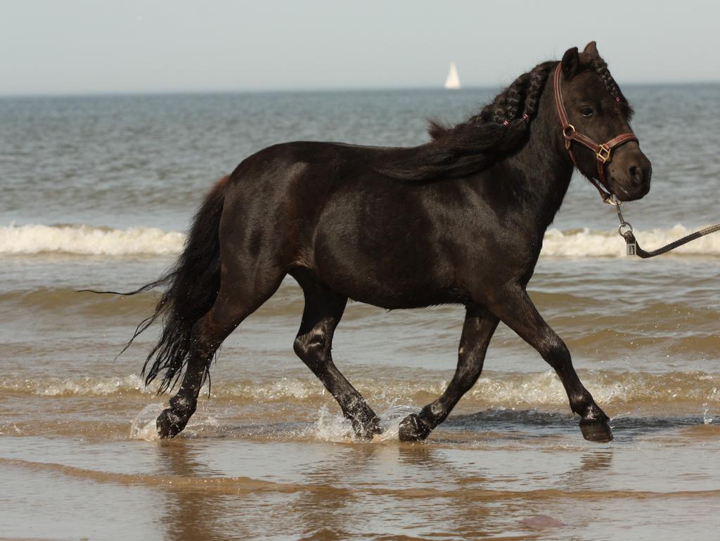 Stalling gezocht shetlander, Stalling
