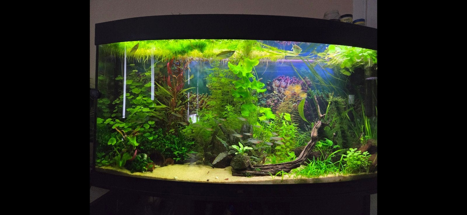 Lege Juwel Vision 260 met JBL Crystalprofi e901 en heater, Ophalen, Gebruikt, Leeg aquarium, Juwel
