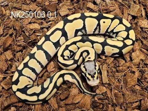 LAST MINUTE HOUTEN DEALS - Diverse koningspythons Ball Python photo 13
