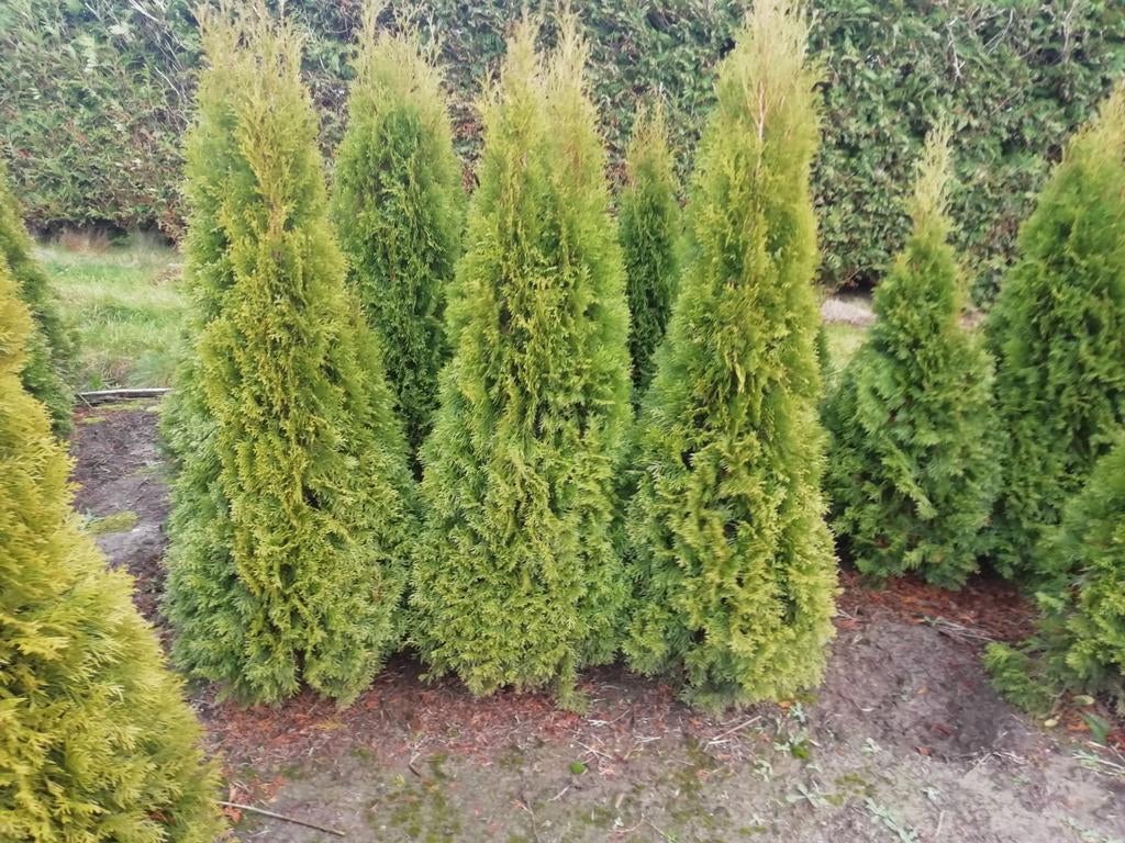 Thuja Smaragd 180cm - Prachtige Conifeer voor uw Tuin, Volle zon, Vaste plant, Bloeit niet, Ophalen