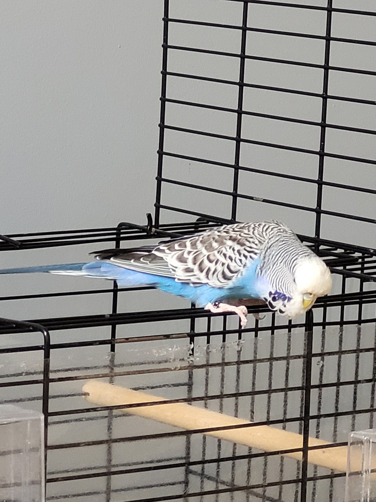 Blauwe Grasparkiet, Dieren en Toebehoren, Mannelijk, Zangkanarie