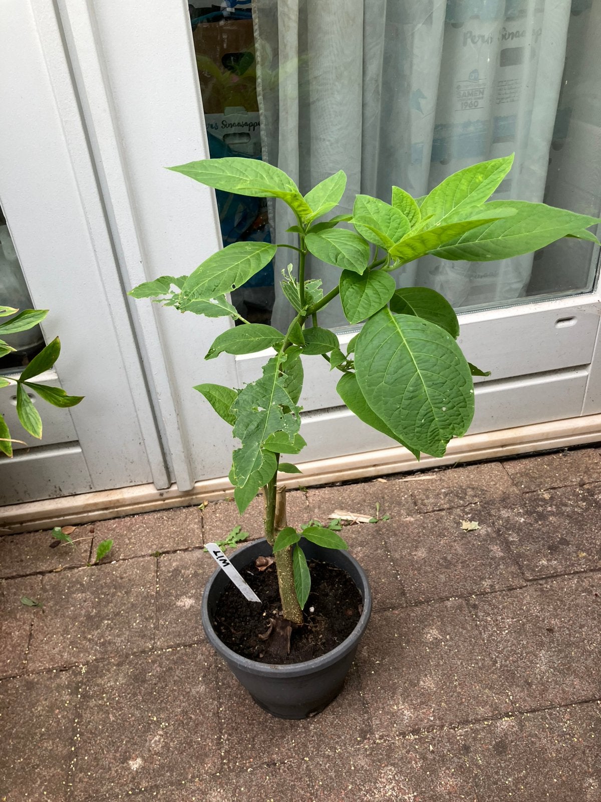 Brugmansia (kamerplant), Huis en Inrichting, Kamerplanten, Ophalen, Halfschaduw, Minder dan 100 cm