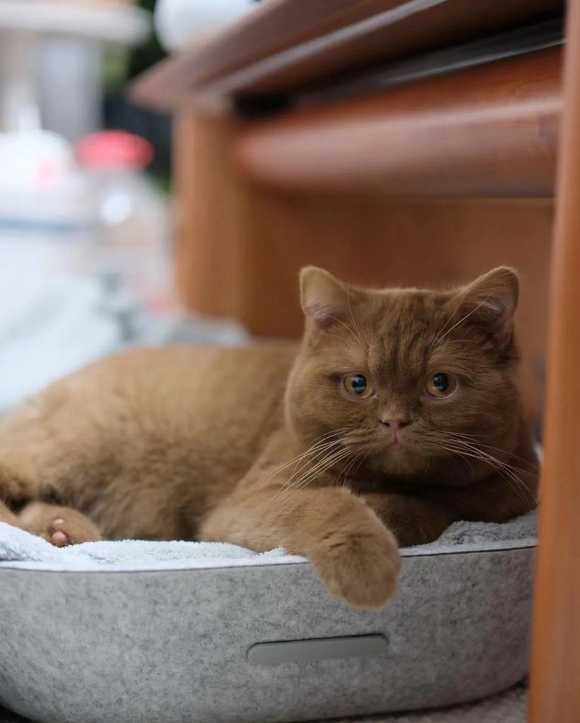 Dekkater   (Cinnamon Britse Korthaar), 0 tot 2 jaar