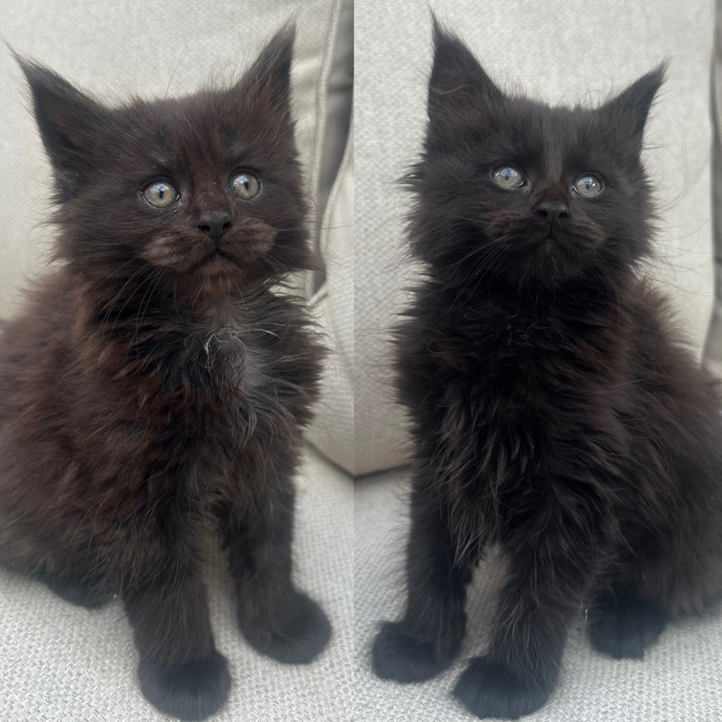 Maine Coon kittens, Dieren en Toebehoren, Poes, Met stamboom