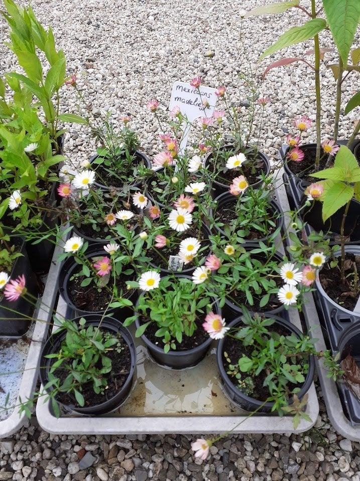 Mexicaans madeliefje, erigeron karvinskianus, Overige soorten, Volle zon, Vaste plant, Ophalen of Verzenden