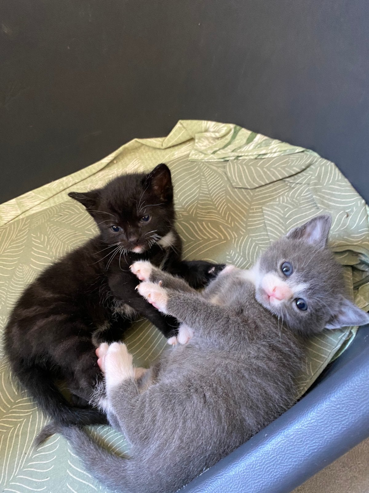 Schattige aanhankelijke kittens te koop!, Dieren en Toebehoren, Katten en Kittens | Raskatten | Korthaar, Meerdere dieren, Ontwormd