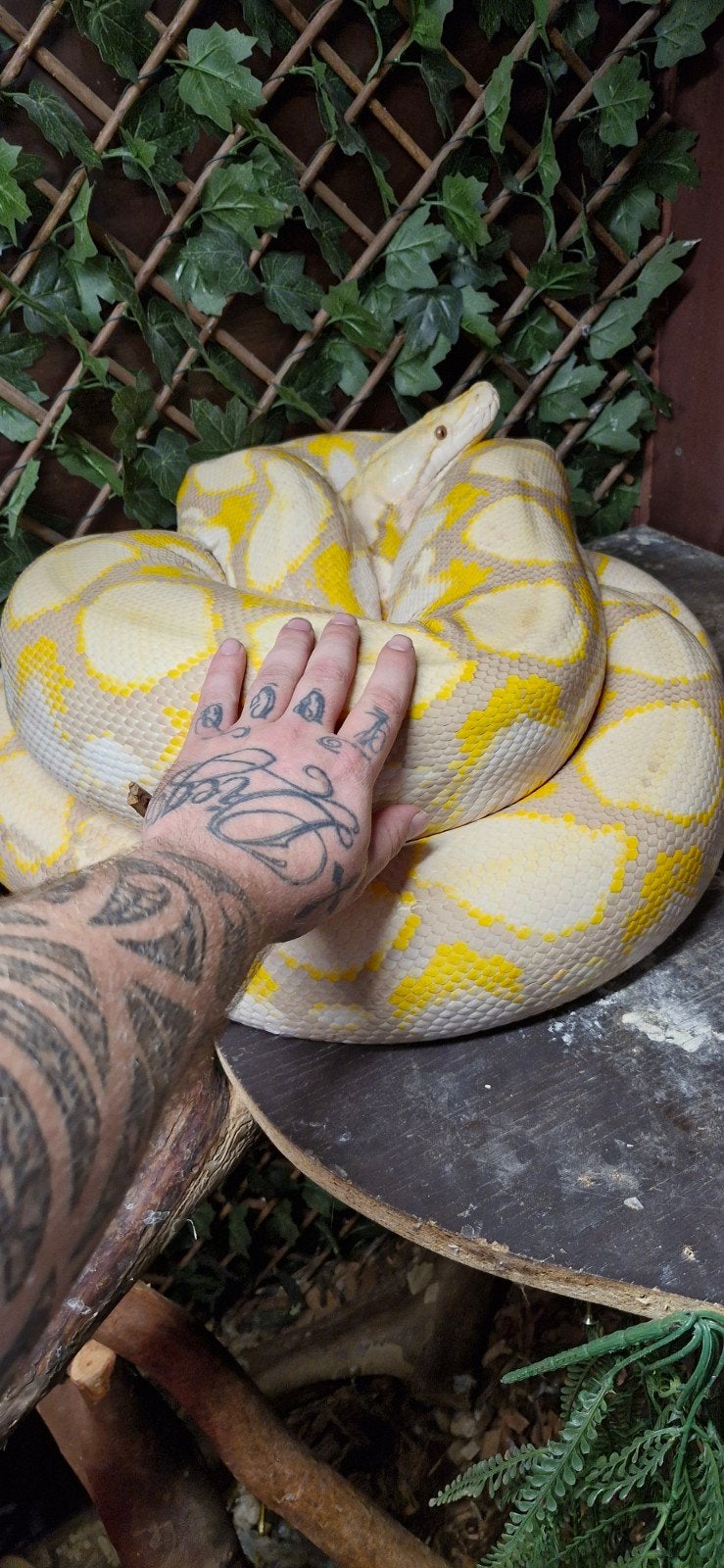 0.1 mainland purple albino retic, Dieren en Toebehoren, Slang, 7 tot 10 jaar
