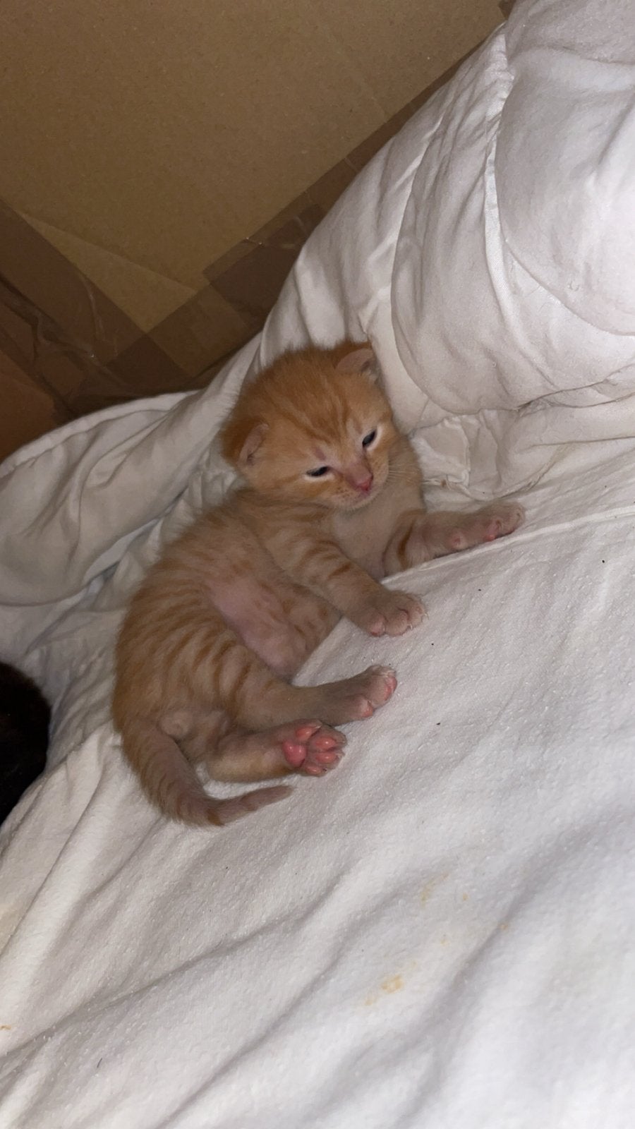 6 europese korthaar kittens, Meerdere dieren