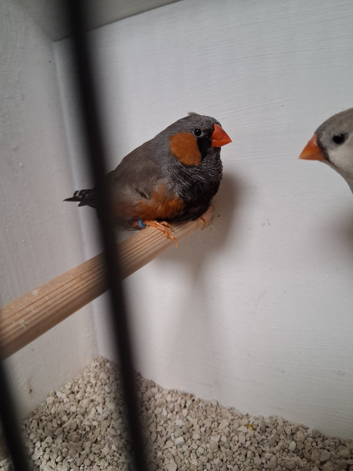 Vele soorten vogels woensdag avond van half 7 tot 9 uur, Meerdere dieren