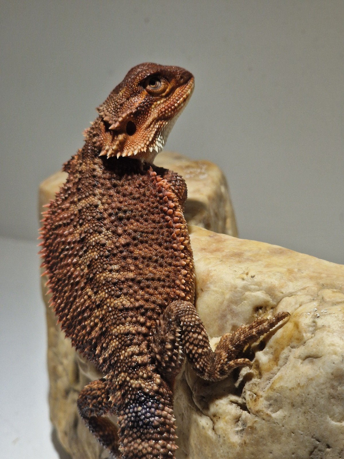 DRACO REPTILES – Prachtige Baardagaam Nakweek Bearded Dragon - unknown for sale from henkjan van leeuwen