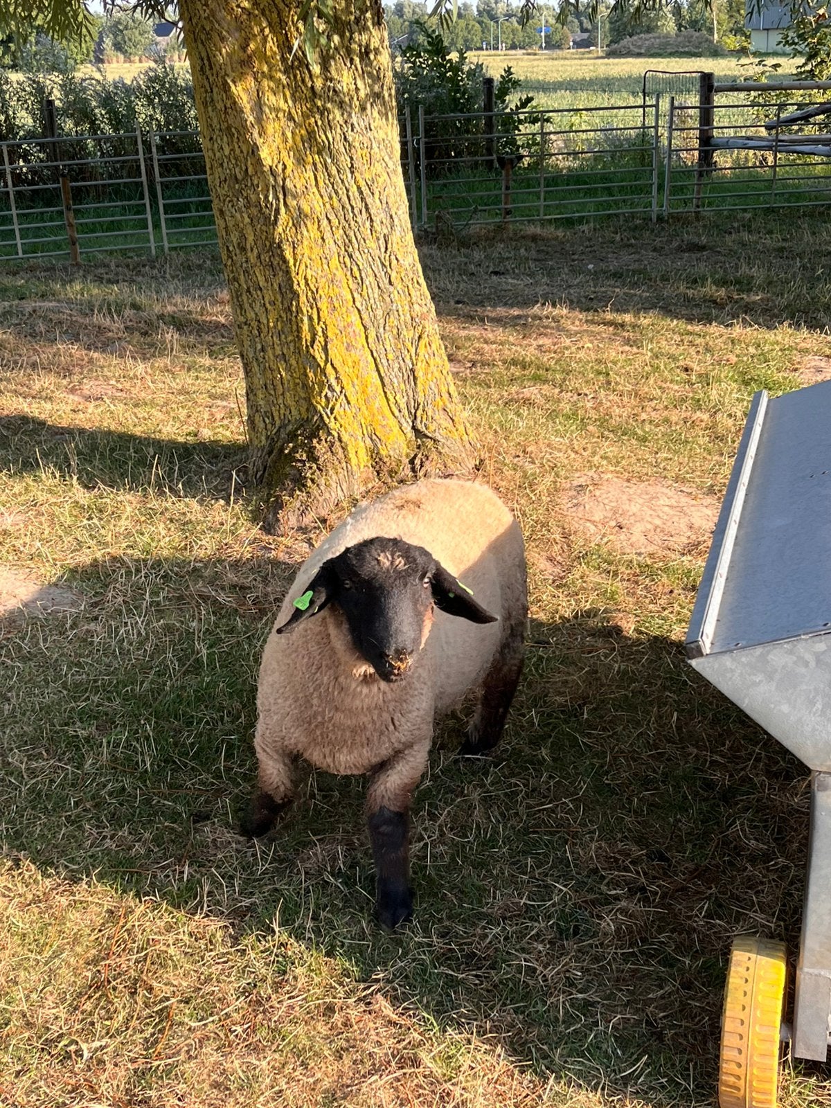 Suffolk schaap, Mannelijk, Schaap